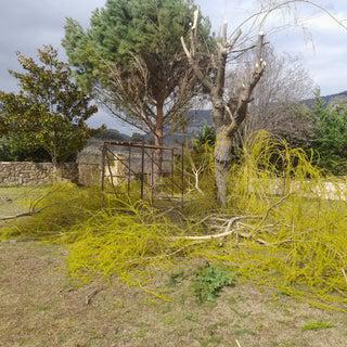 jardinero a domicilio presupuesto sin compromiso