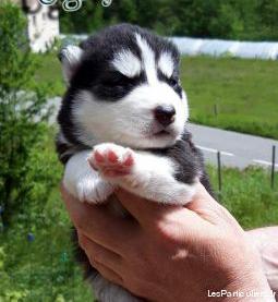 chiots type husky sibérien