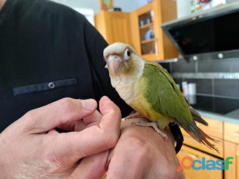 Conure Pyrrhura Molinae