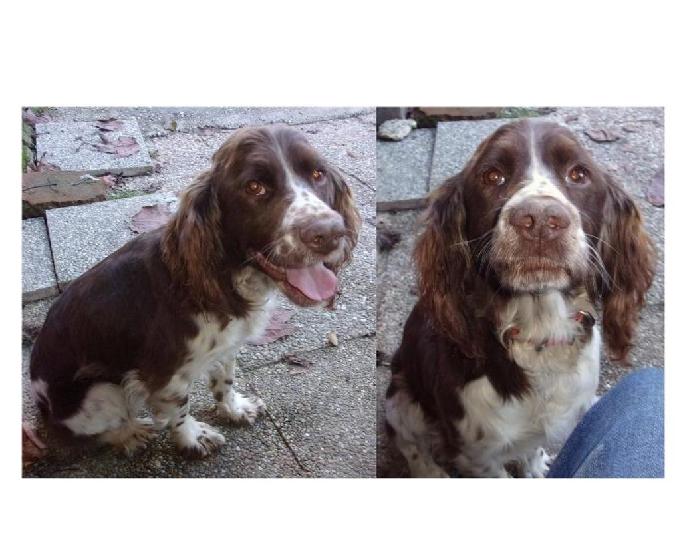 Adorable chienne 1 an et demi type springer spaniel