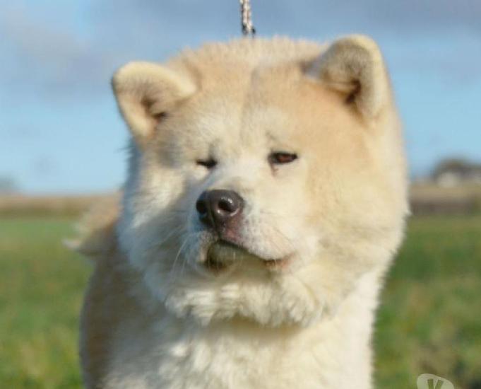 akita inu chiots femelles blanches