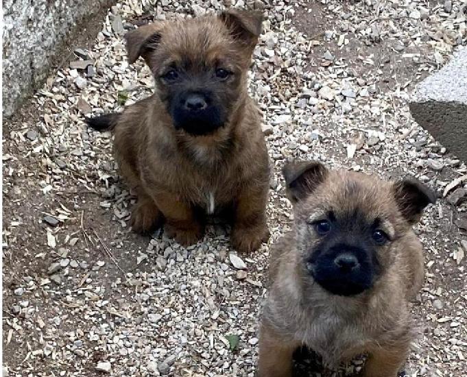 chiots cairn terrier